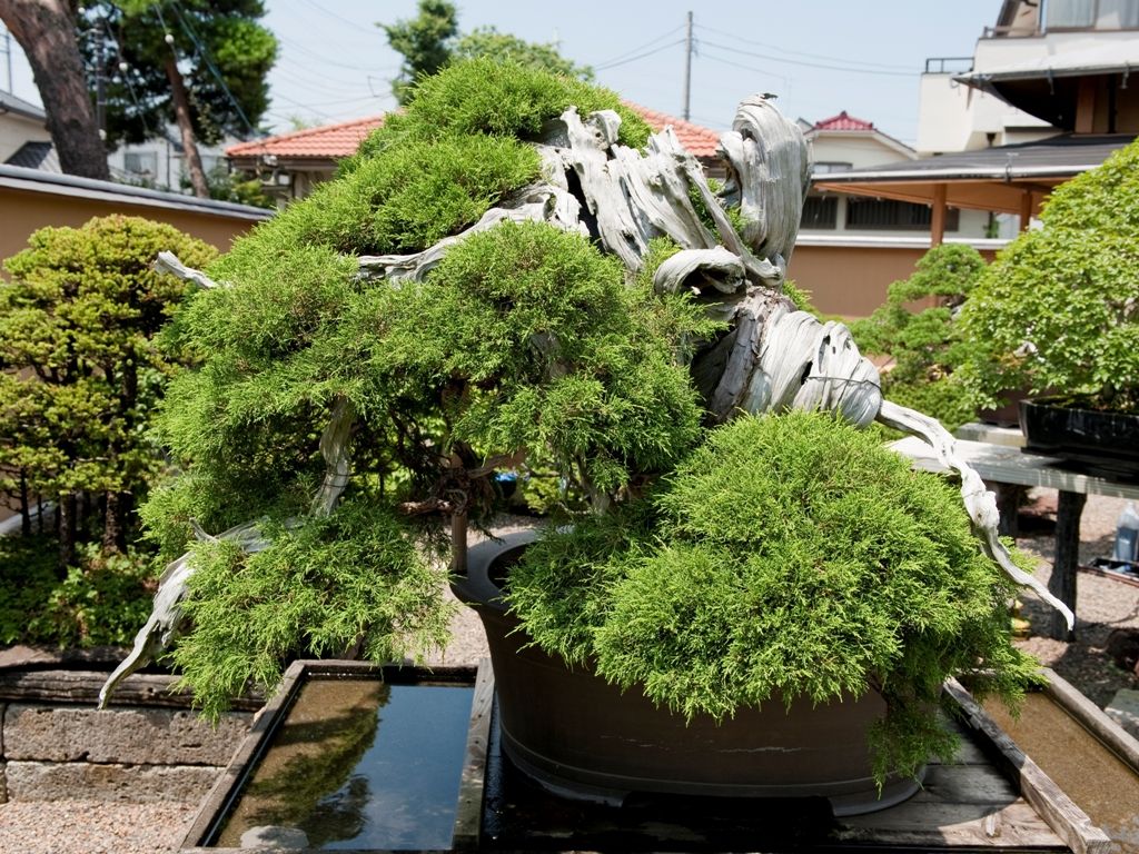 Gammelt enebær-Bonsai i Mansei-en, Japan - testet og bevist at være over 1000 år gammelt