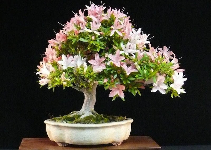 Azalea Bonsai tree 