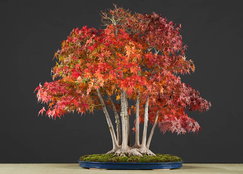 Red Maple bonsai tree 