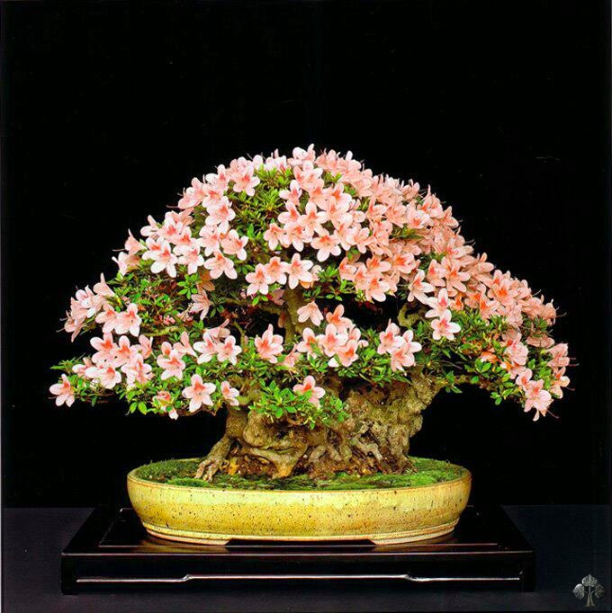 Blomstrende Azalea træ