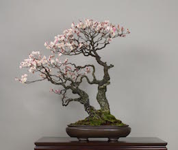 Omoi-no-mama (Japansk Blommetræ). Billede Omiya Bonsai Art Museum