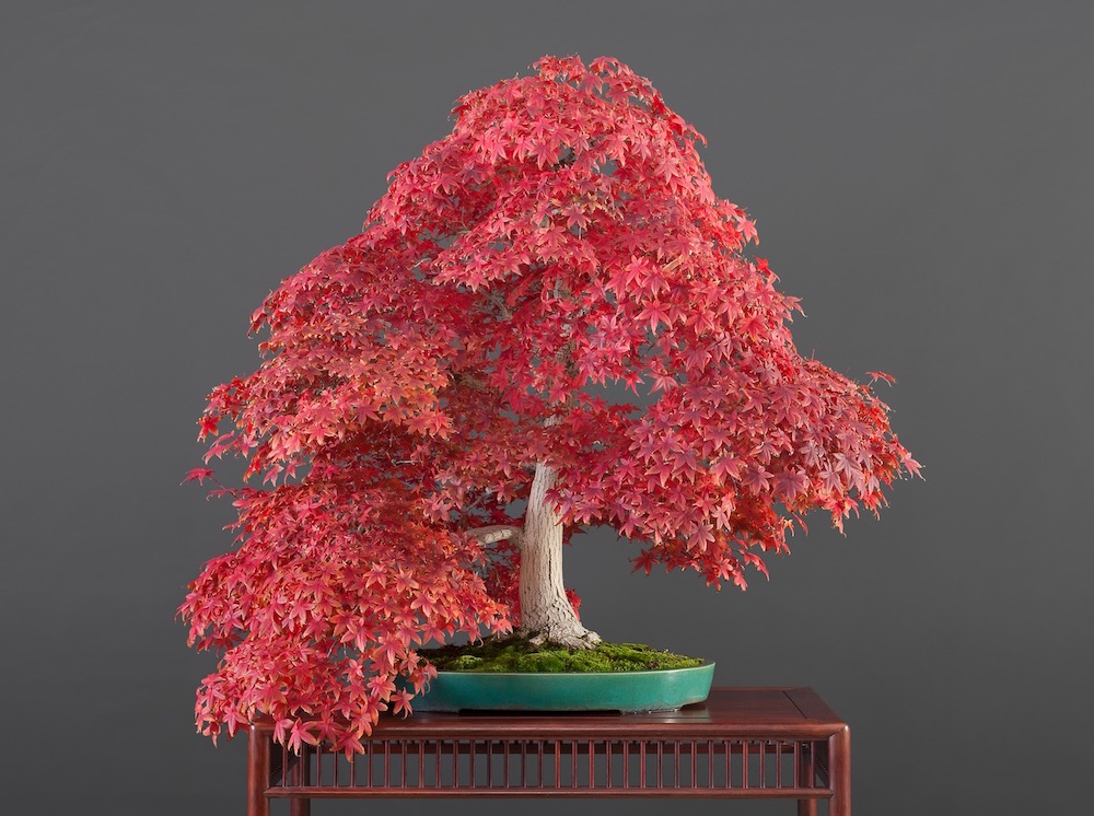 Japansk ahorn (Acer palmatum)