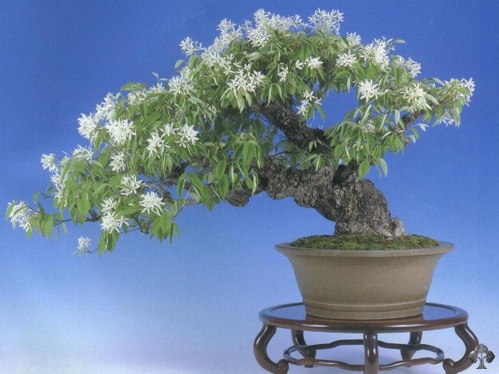 Magnolia Bonsai tree