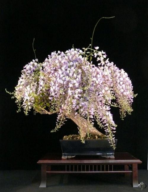 Wisteria Bonsai med blomster