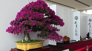 Blomstrende Bonsai-video