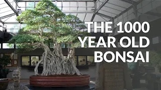 Gammel Bonsai video