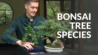 Udvælgelse af den rigtige bonsai- træsort