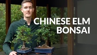 Kinesisk elm Bonsai video