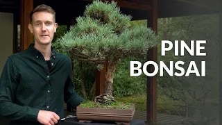 Bonsai video