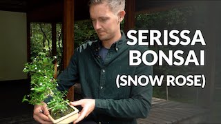 Serissa Bonsai-video