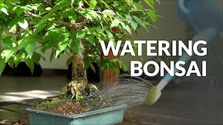 Vanding af Bonsai video